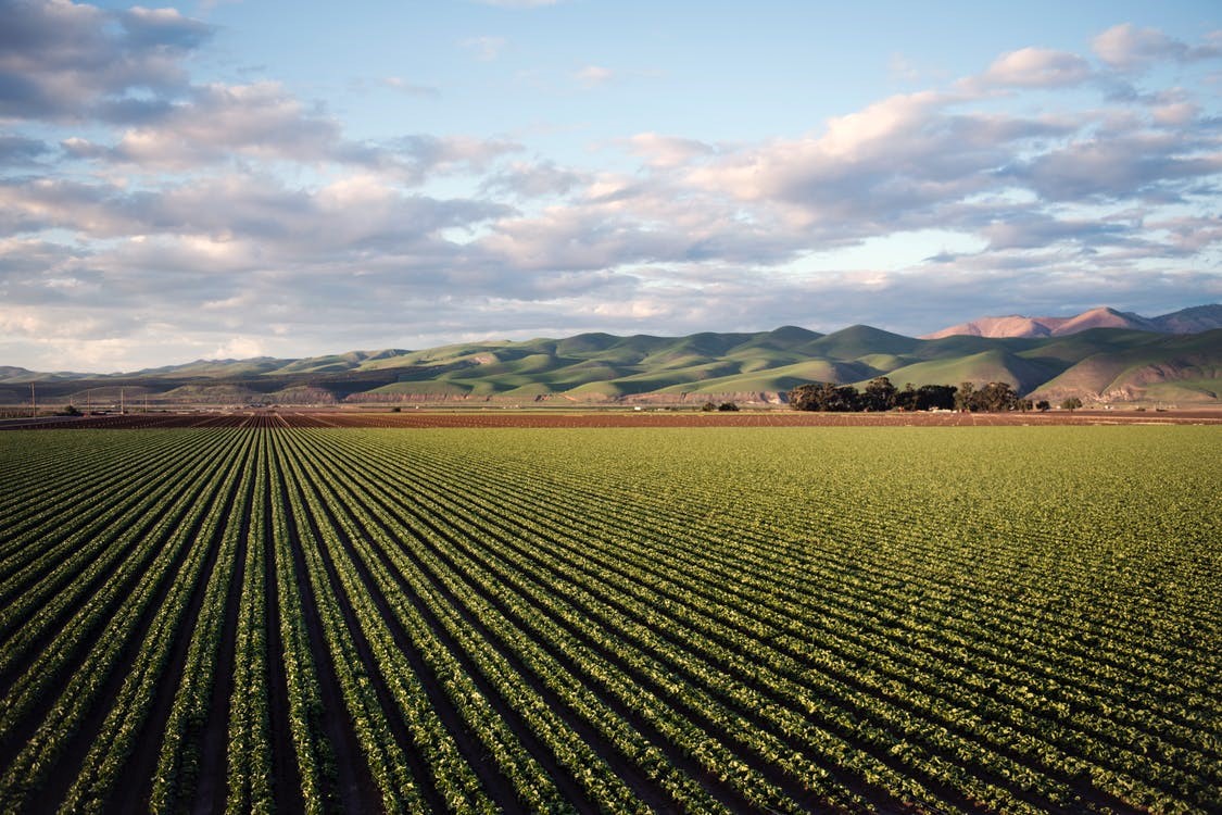 Rows of growing crops