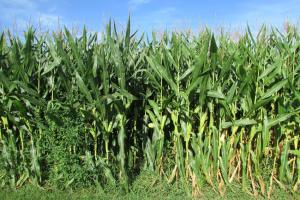 Corn growing in a field