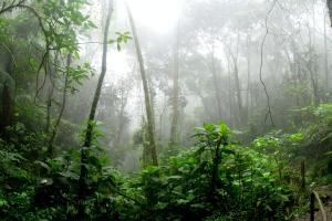https://www.pexels.com/photo/rainforest-surrounded-by-fog-975771/