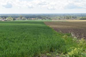Crop fields